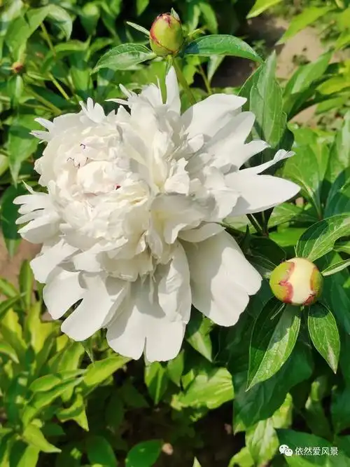 赏花丨景山公园白色系芍药花