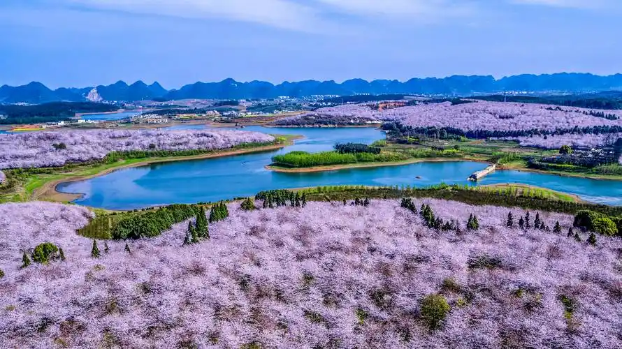 来贵州·上春山丨赏青绿,观花海,这就是生态的贵州