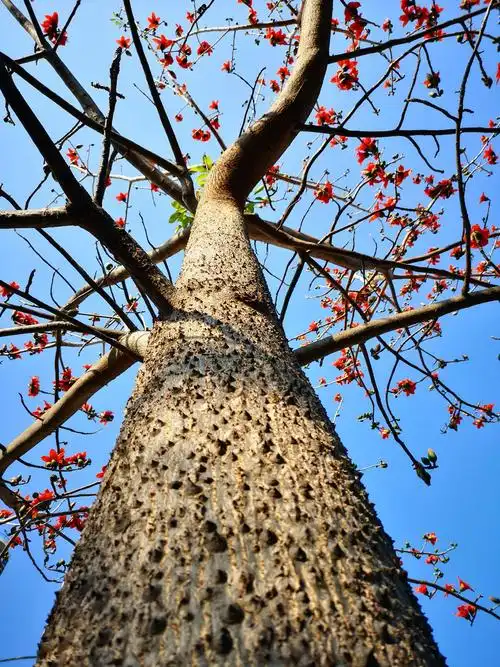 南国春来早,木棉花正红