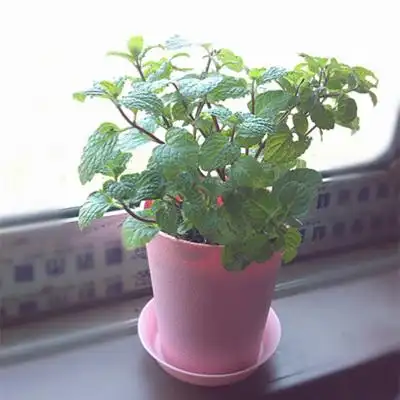 香草 盆栽 苏格兰 薄荷苗 调酒食用 净化空气 可大量批发