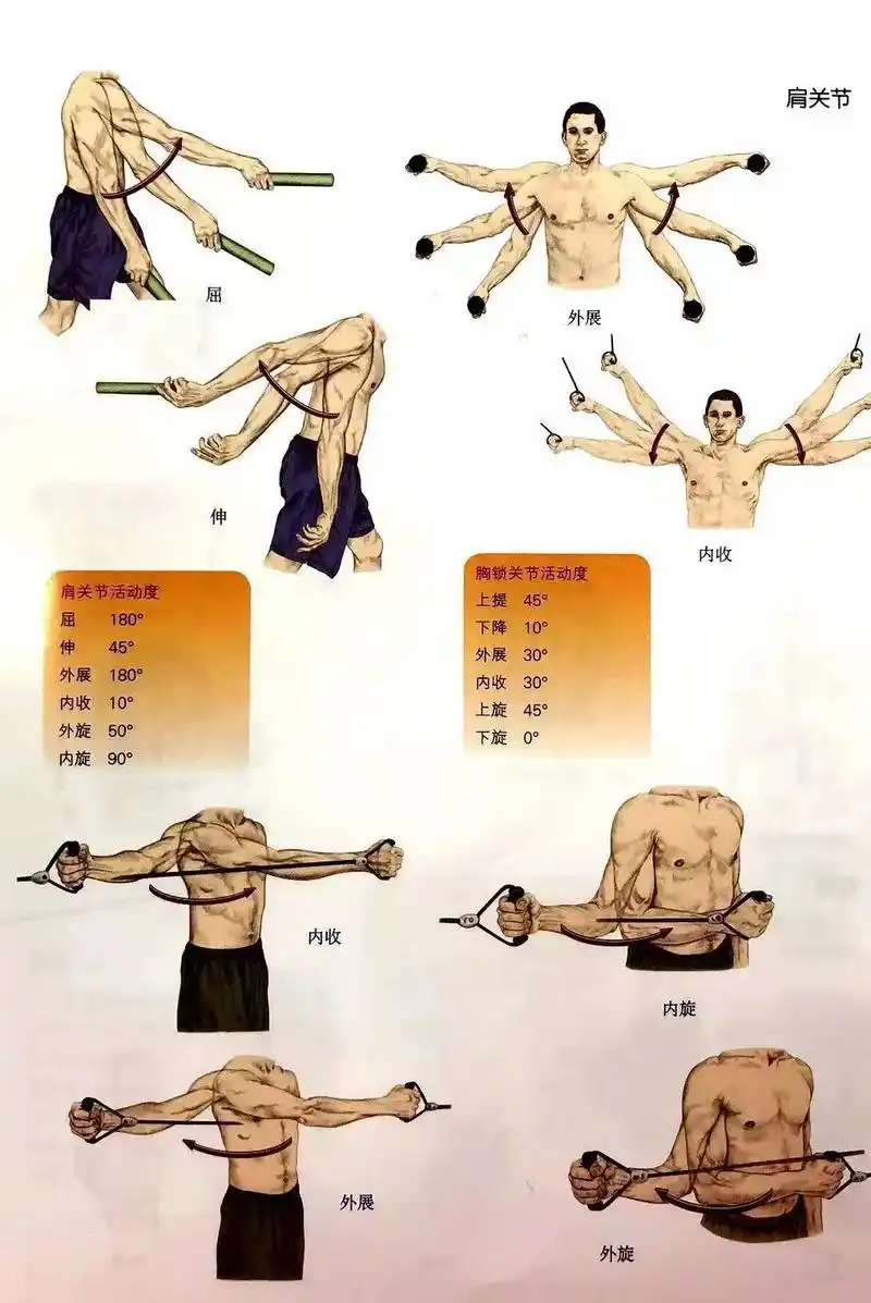 健身行业 #健身教练 人体解剖关节活动度解一下? - 抖音