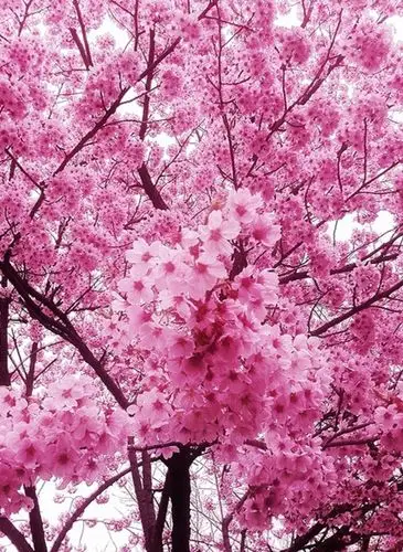 东京樱花图片 樱花图片 东京樱花植物图片[11/11]_图片大全_美桌网