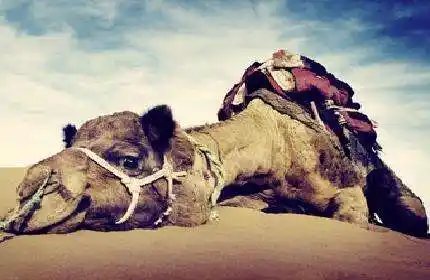 压死骆驼的最后一根稻草