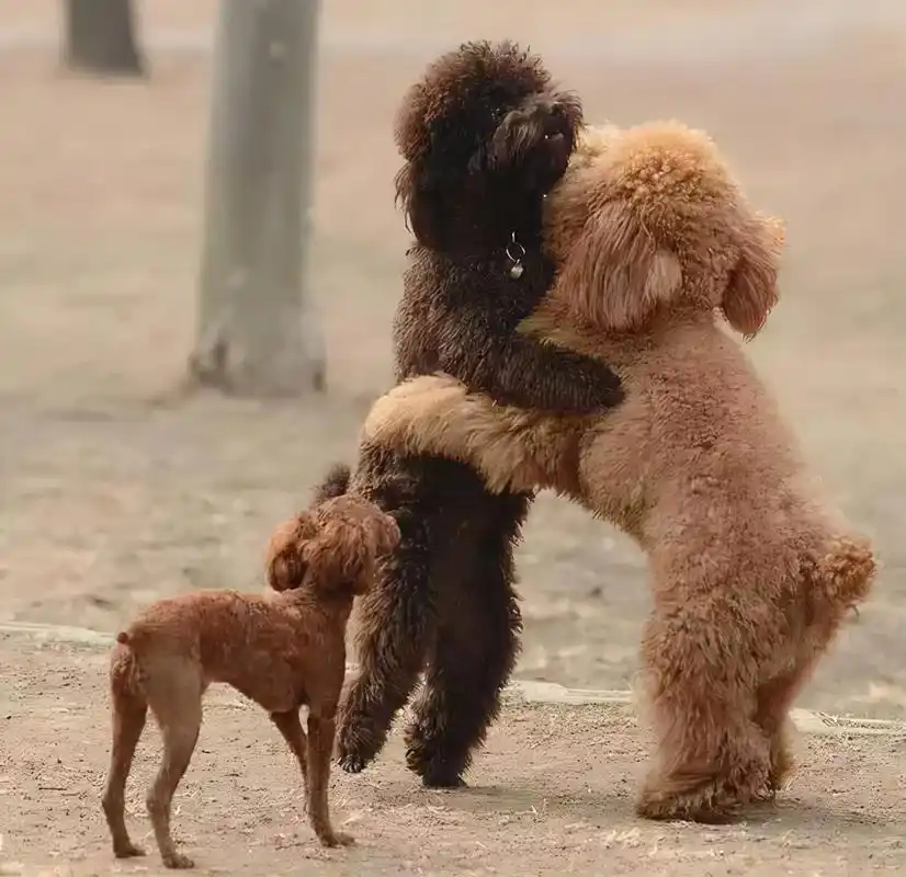 泰迪交配时,不要强行将它们分开,这样伤害很大