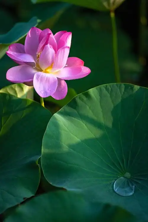 我爱这夏日的莲
