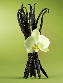 香草图片_香草图片大全_香草图片素材