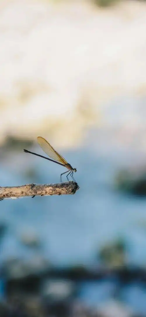 你的壁纸该换了##动物##蜻蜓##摄影##手机壁纸
