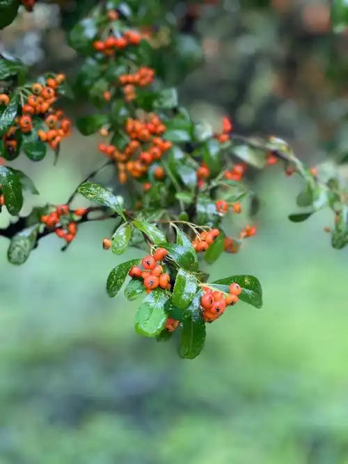 草木鱼虫记|火棘
