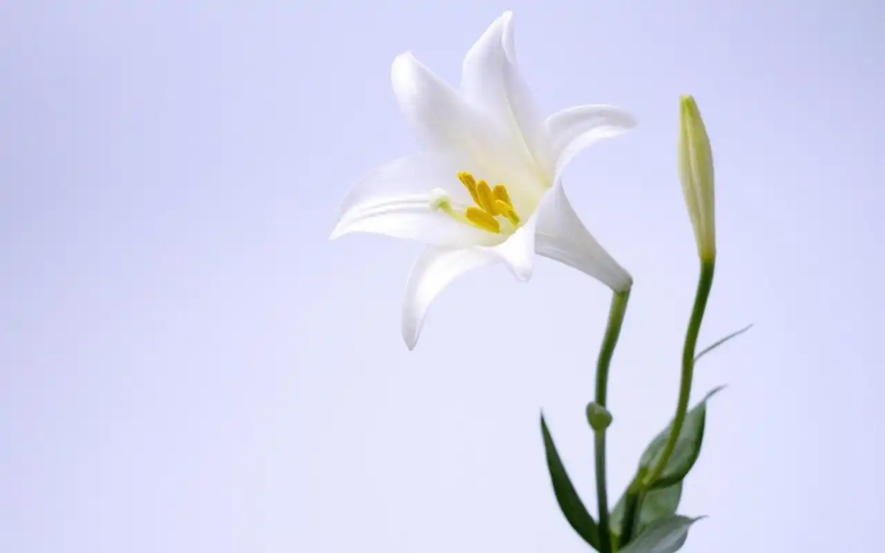 小清新简约花卉植物桌面壁纸下载