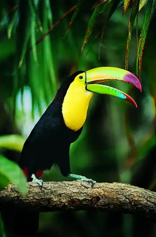 站在树枝上的的巨嘴鸟摄影高清jpg格式图片下载_熊猫办公