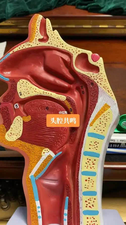 什么是头腔共鸣你听明白了吗