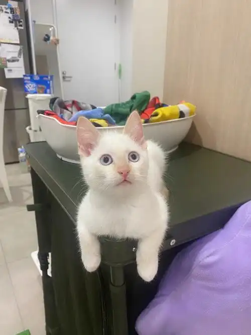 火焰重点色英短橘猫混血能蹲得到圆脸么