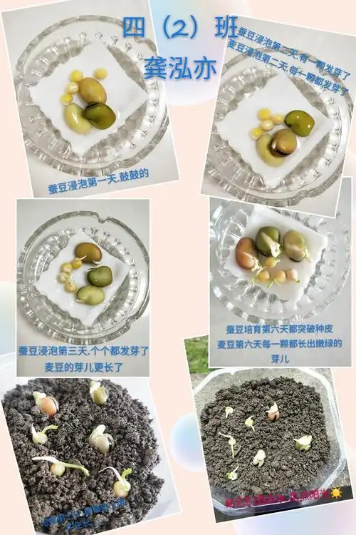 小蚕豆的大变身日记最新