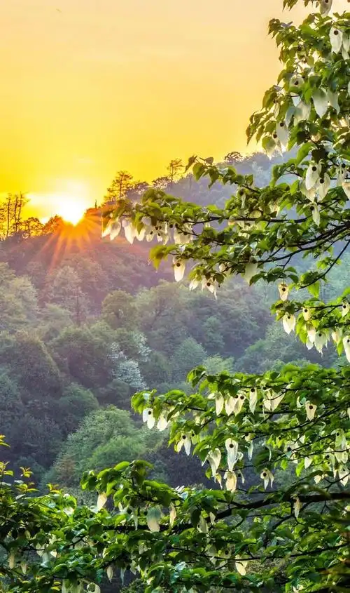 960_1623竖版 竖屏