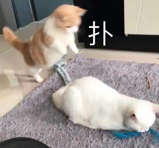 萌宠猫星人扑凶巴巴呆萌可爱gif动图_动态图_表情包下载_soogif