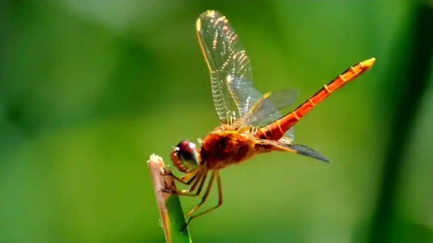 蜻蜓低飞要下雨?
