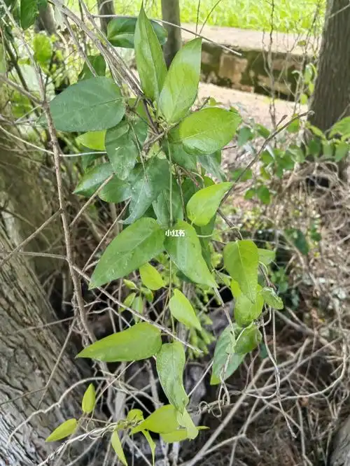 这个是鸡屎藤吗