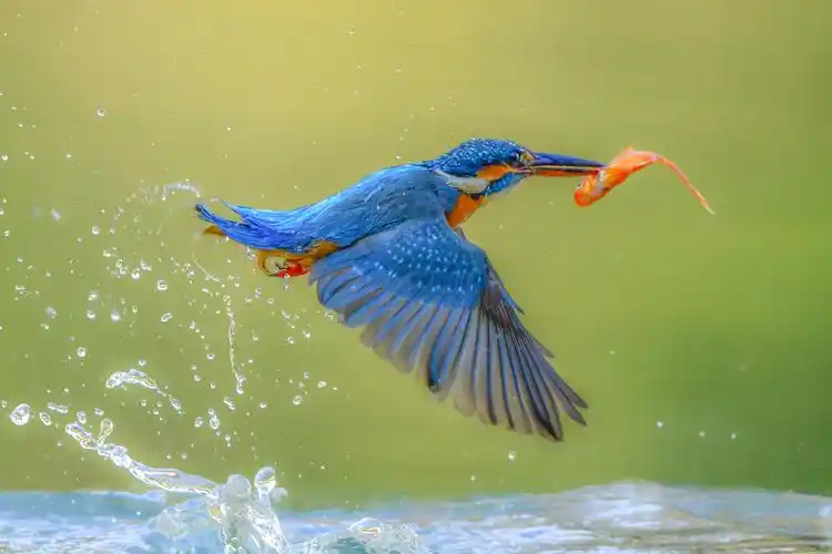 翠鸟捕鱼……精彩瞬间