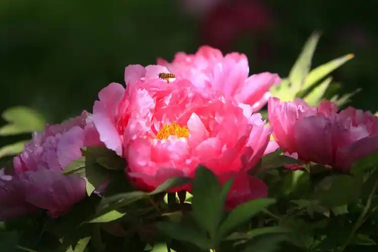 牡丹花开又逢君第41届中国洛阳牡丹文化节系列活动官宣