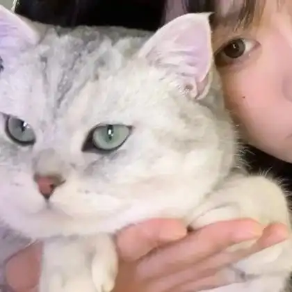 对象是猫咪情侣头像 高清可爱另一半是猫咪的情头图片_真人情侣头像