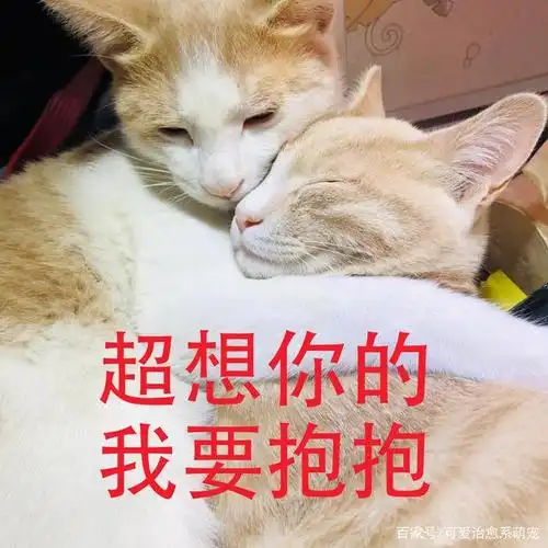 我和宠物相爱相杀的日常#养猫最开心的事是什么?
