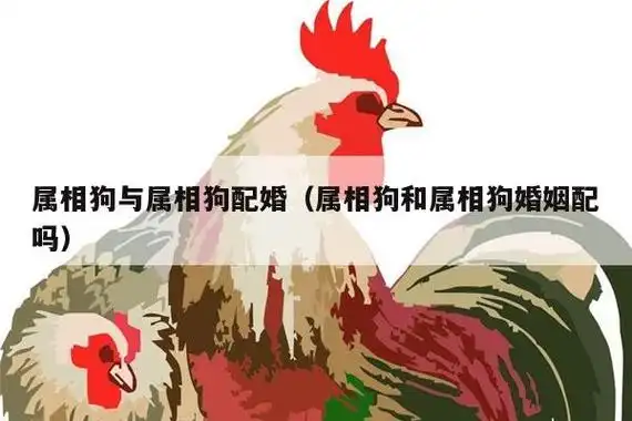 幸福的婚姻狗狗和狗狗属于比较幸福的婚姻组合,因为两人同属一个属相