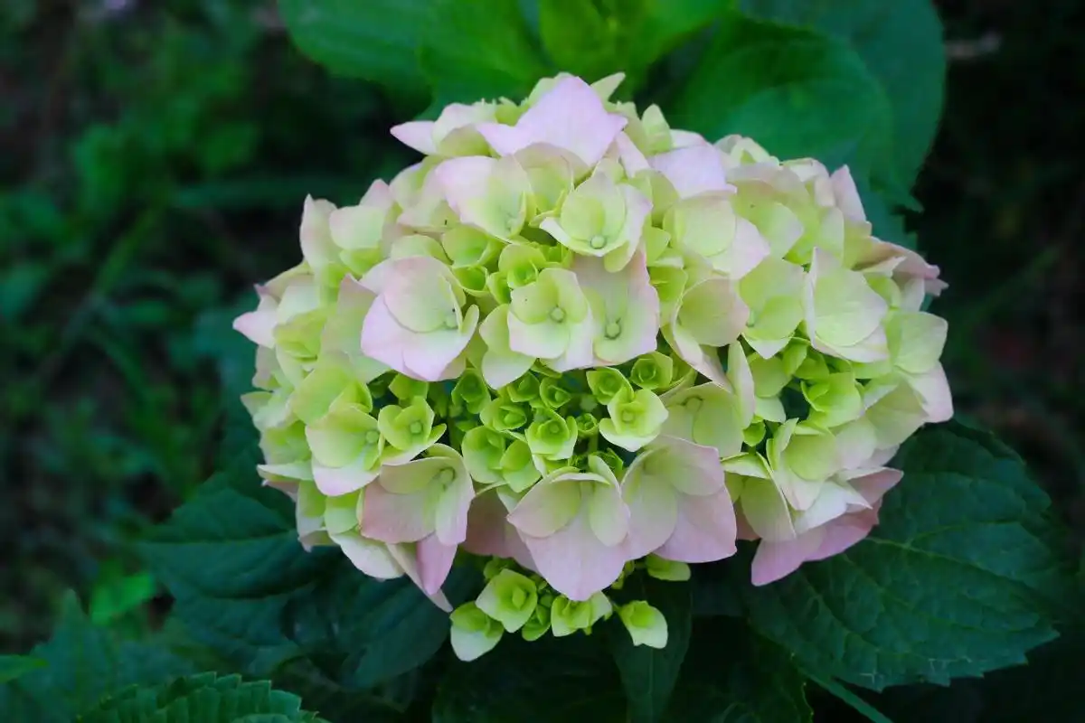 绣球- 堆糖,美图壁纸兴趣社区