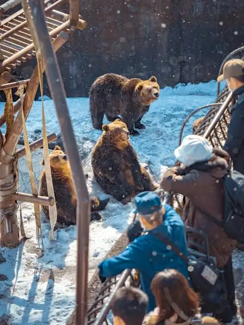 日本北海道熊牧场投喂熊熊