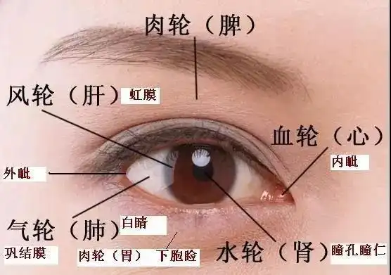 一图看懂眼睛和五脏的关系眼角红心火旺眼睑黄是脾虚