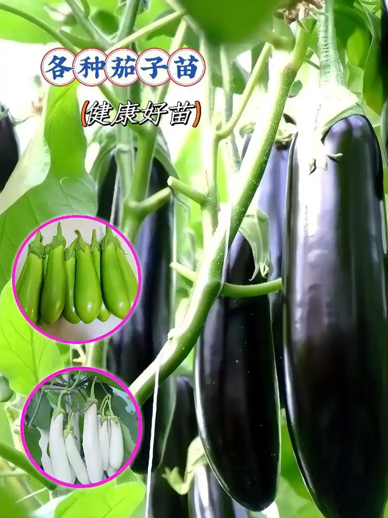 这个茄子苗品种优良,根系发达