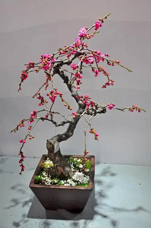 盆景梅花一一花开灿烂