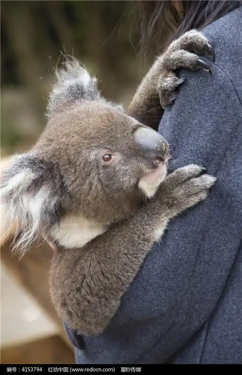 趴在游客肩上的树袋熊