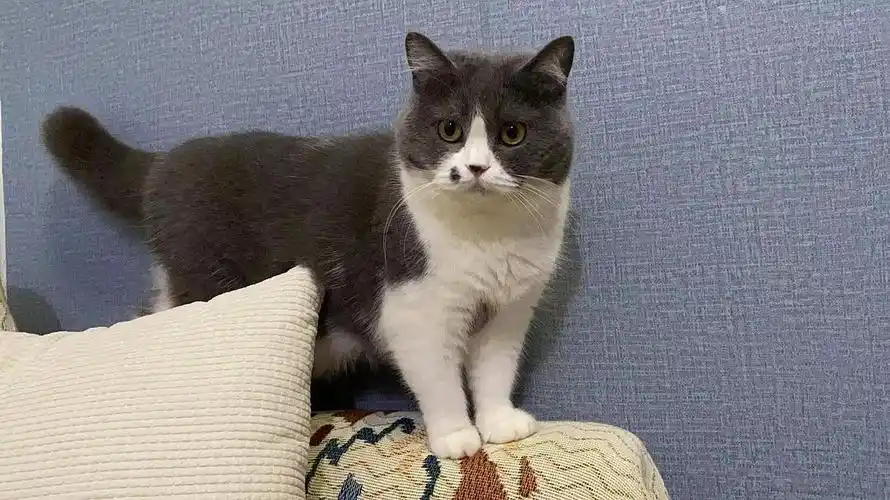 东莞大朗英短蓝白成年猫找领养用品齐全