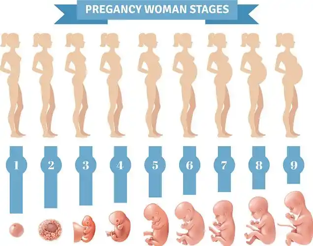 人类胚胎发育的阶段一套孤立的装饰图标显示阶段的人类