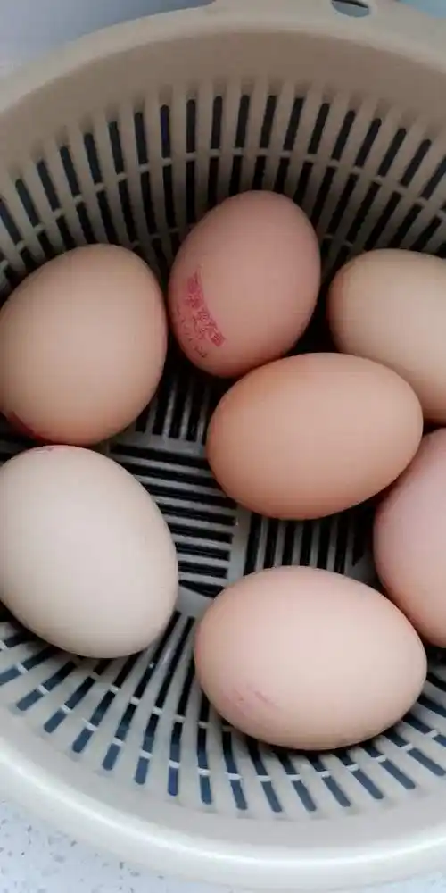 无抗富硒鸡蛋无沙门氏菌新鲜日料寿喜锅可生食无腥味鸡蛋10枚珍珠棉装