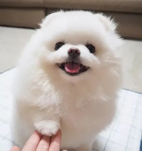 前方小可爱出没,心脏承受能力不好的快回避!