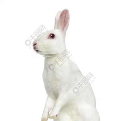 白色的白兔子上白色孤立动物植物免费下载_jpg格式_4834像素_编号