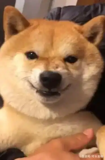 这只柴犬有着最治愈的笑容,总是挂着迷之微笑,眼睛都眯成一条缝