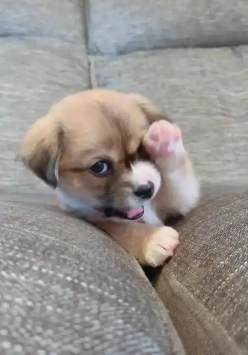 高颜值小奶狗爆红网络,蓝眼睛 白手套,网友:颜值最亮的崽儿!