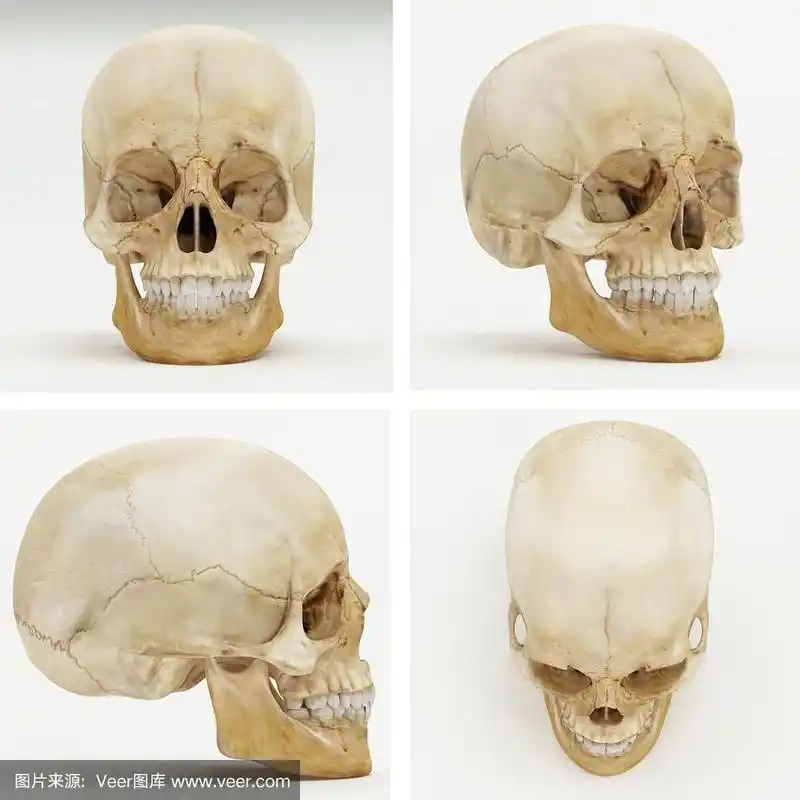 人类头骨-正面,透视,左或右,顶视图- 3d渲染
