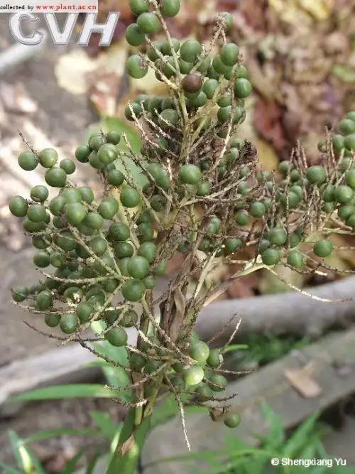 葵扇子的功能主治