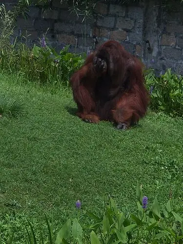 红猩猩orang-utan:也叫人猿,灵长目人科的一属,与猴子最大不同的地方