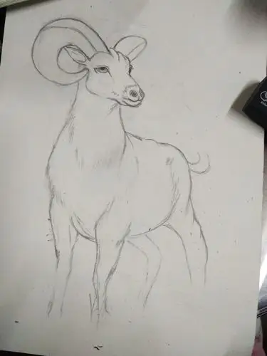 速写练习大角羊