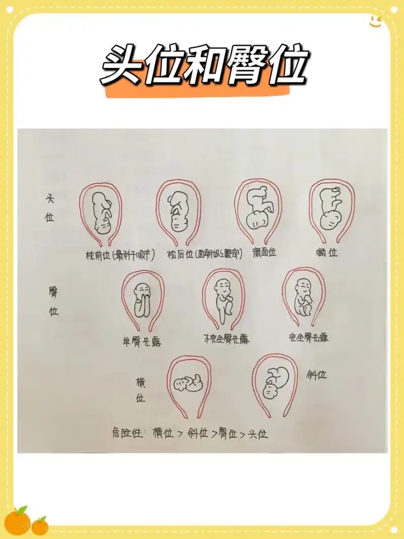 孕期分享||头位和臀位 在孕晚期的检查中,经常会听到头先露,臀先露,头