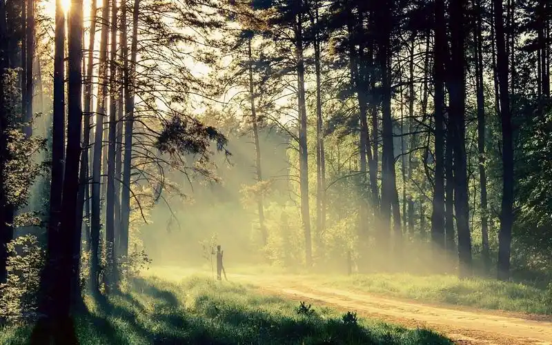 唯美林间小径高清宽屏电脑桌面主题壁纸(一)