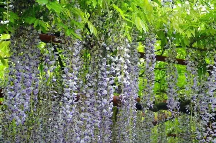 《司藤》里的"白藤"是什么?每年只有半个多月的"紫色瀑布"要来了