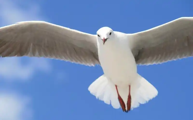 天空中飞翔的海鸥