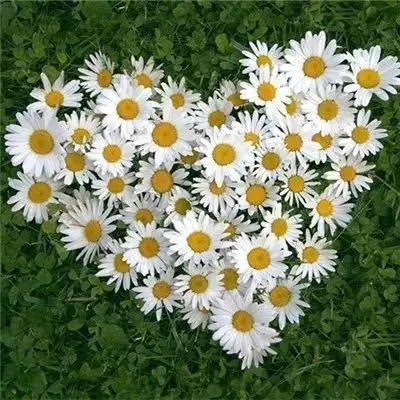 2020带好运的微信头像花朵 吉祥好运的微信风景头像大全