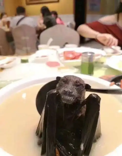 不作就不会死,吃蝙蝠你想补什么?