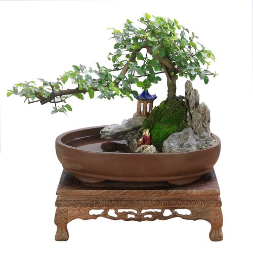 小叶雀梅老桩假山盆景植物室内树桩悬崖造型绿植